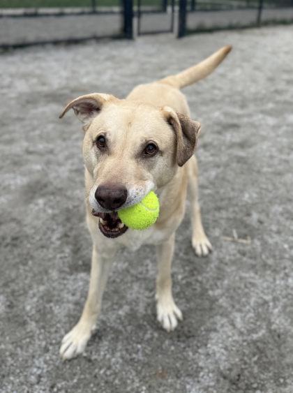 Enlarge Marley, a Adoptable Mixed Breed in Fairfax, VA image 1/3