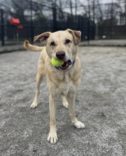 Enlarge Marley, a Adoptable Mixed Breed in Fairfax, VA image 3/3