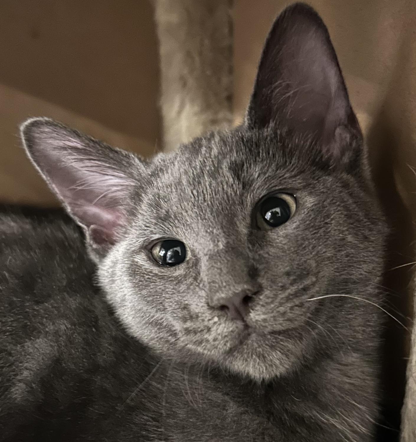 Nomi, adopted, Kitten Female Russian Blue.