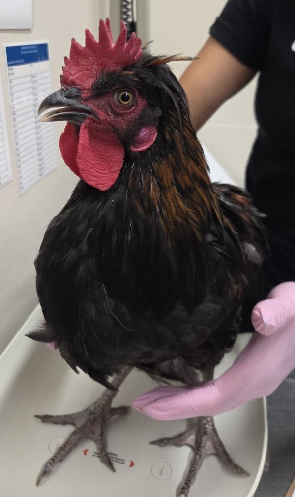 Spike, Adoptable, Baby Male Chicken.