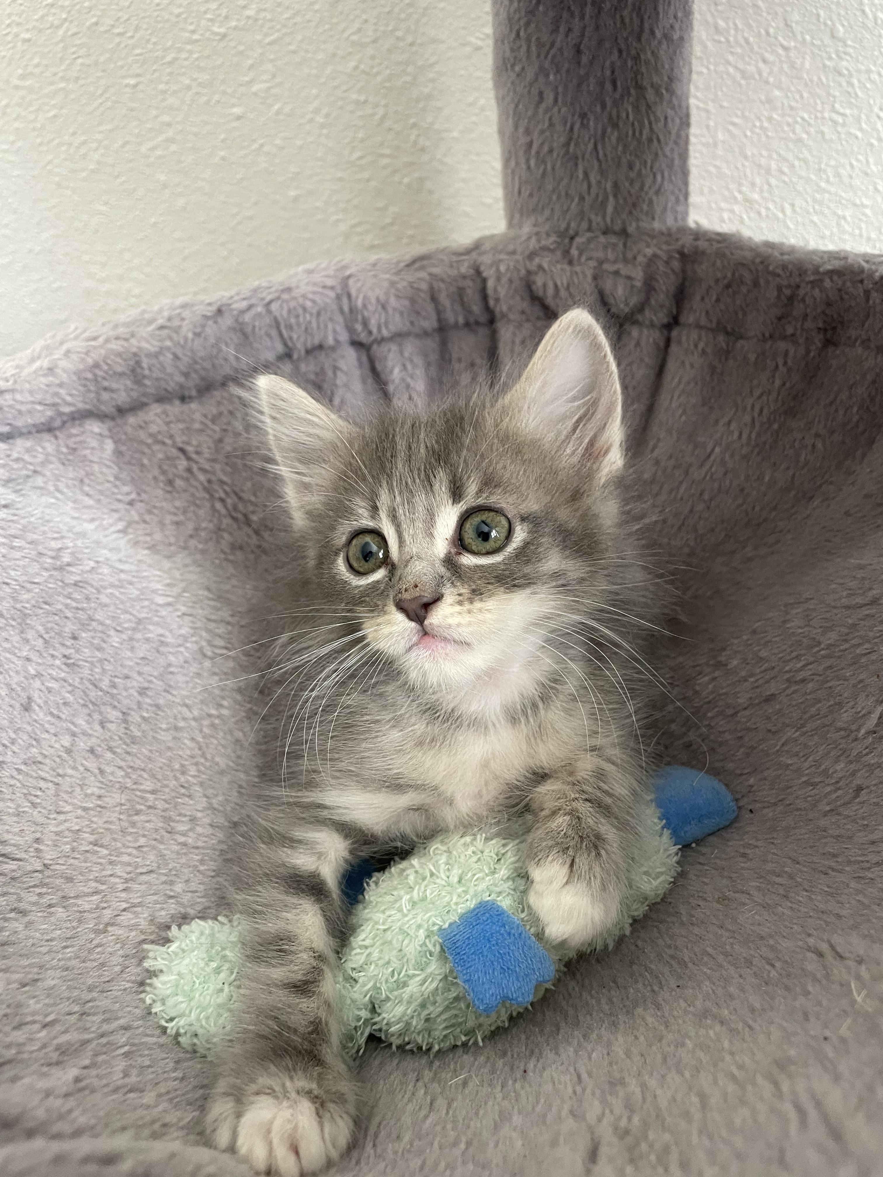 Ollie, Adoptable, Kitten Male Domestic Short Hair.