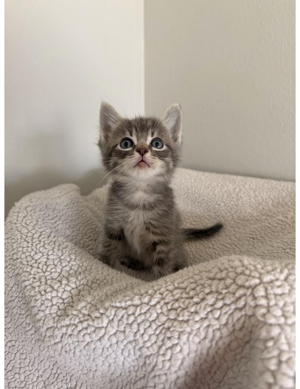 Enlarge Ollie, a Adoptable Domestic Short Hair in Long Beach, CA image 1/1