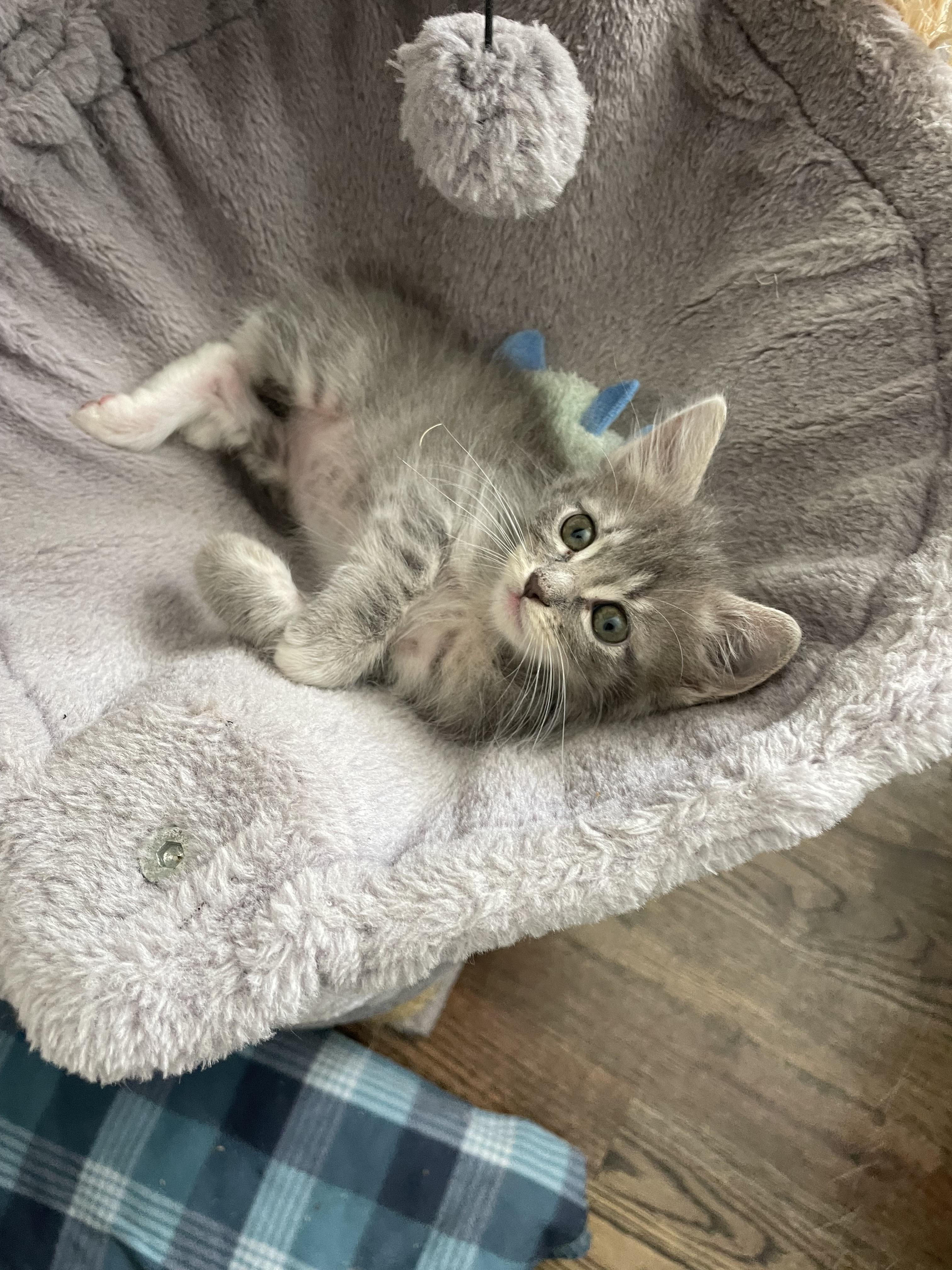 Ollie, a Adoptable Domestic Short Hair in Long Beach, CA image 2/3