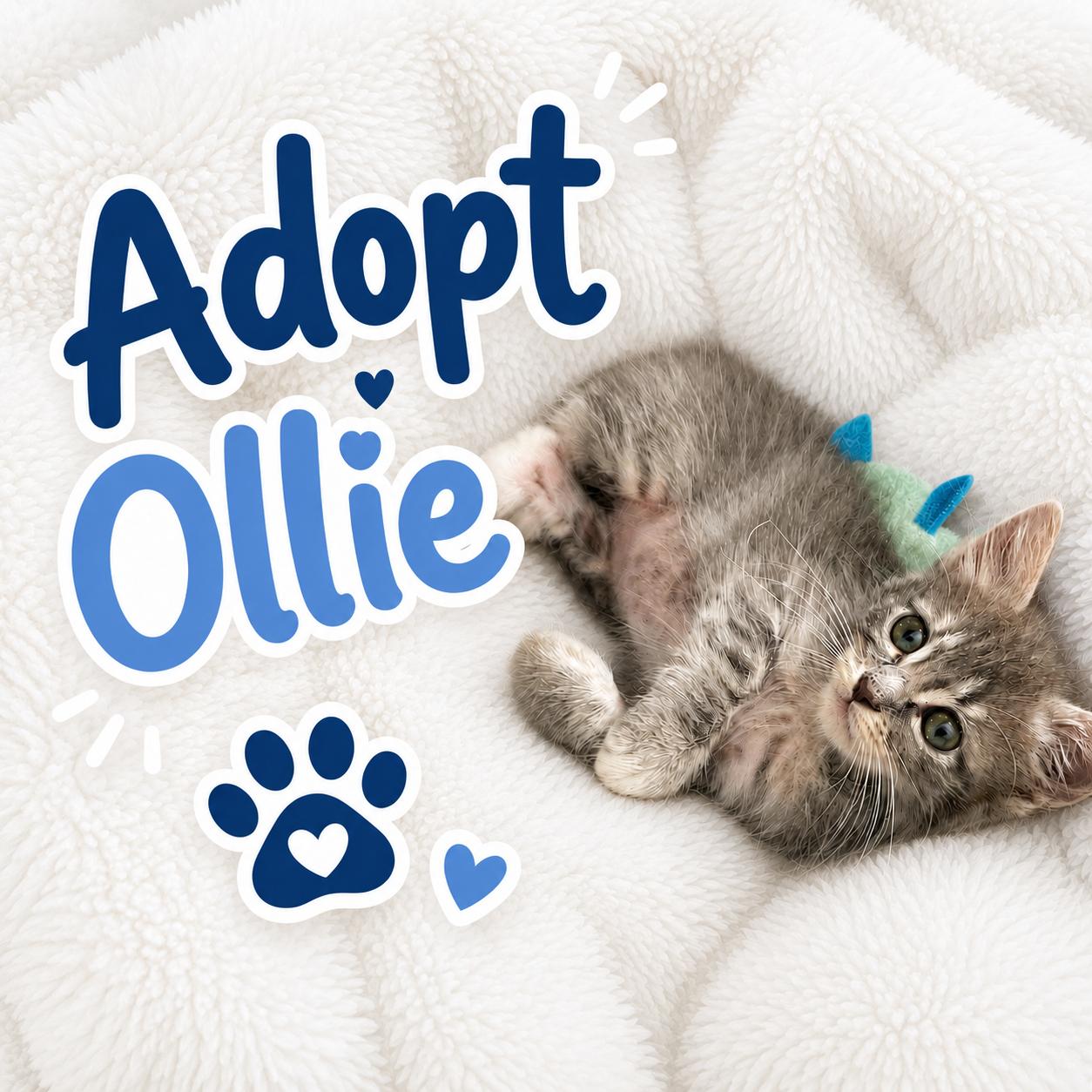 Ollie, a Adoptable Domestic Short Hair in Long Beach, CA image 3/3