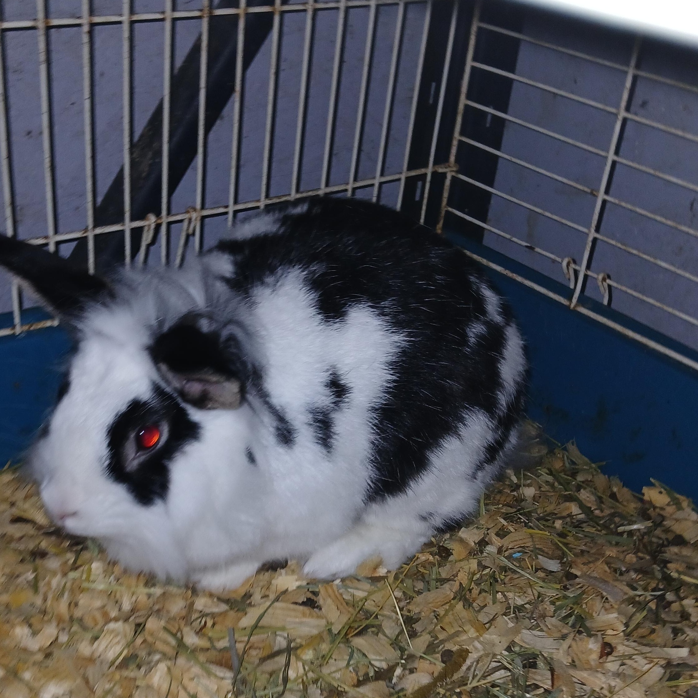 Magpie, Adoptable, Adult Female Lionhead.