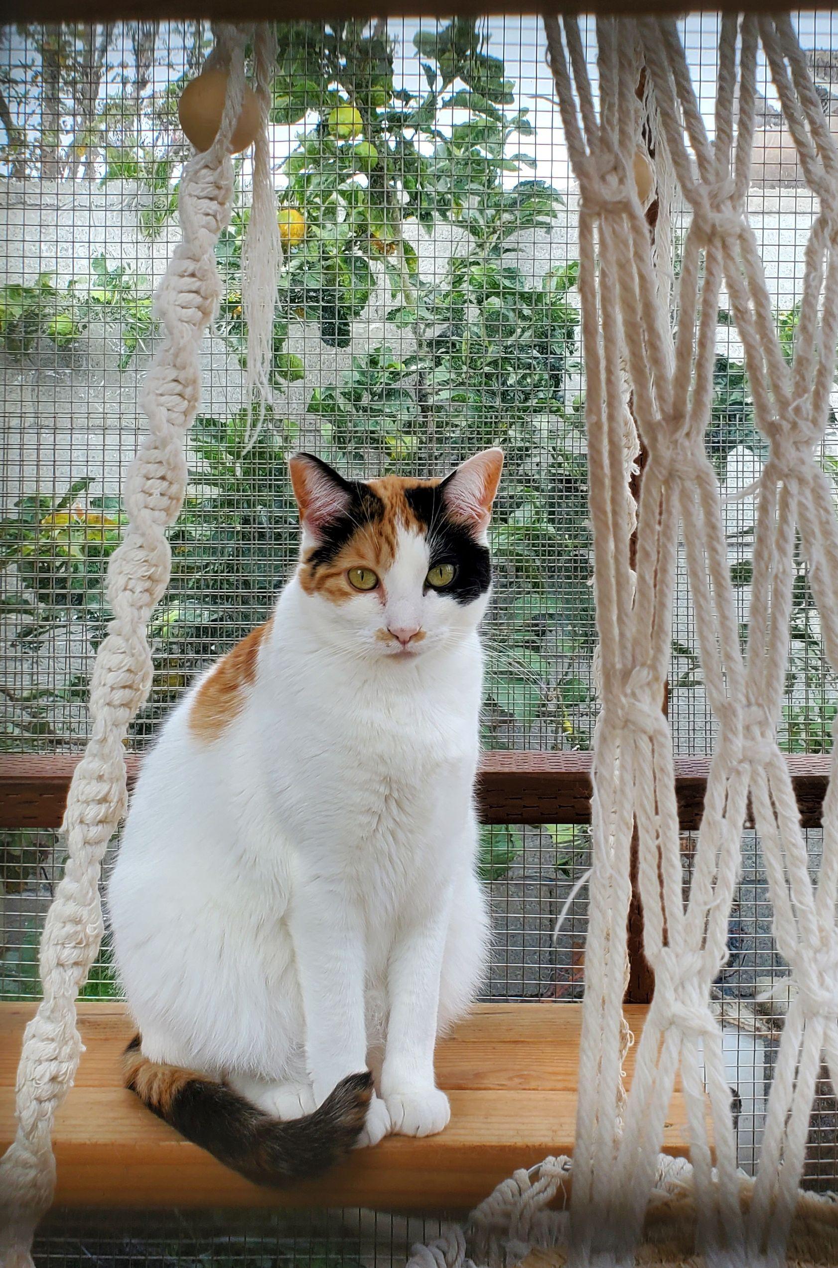 Biscuit, Adoptable, Adult Female Calico.