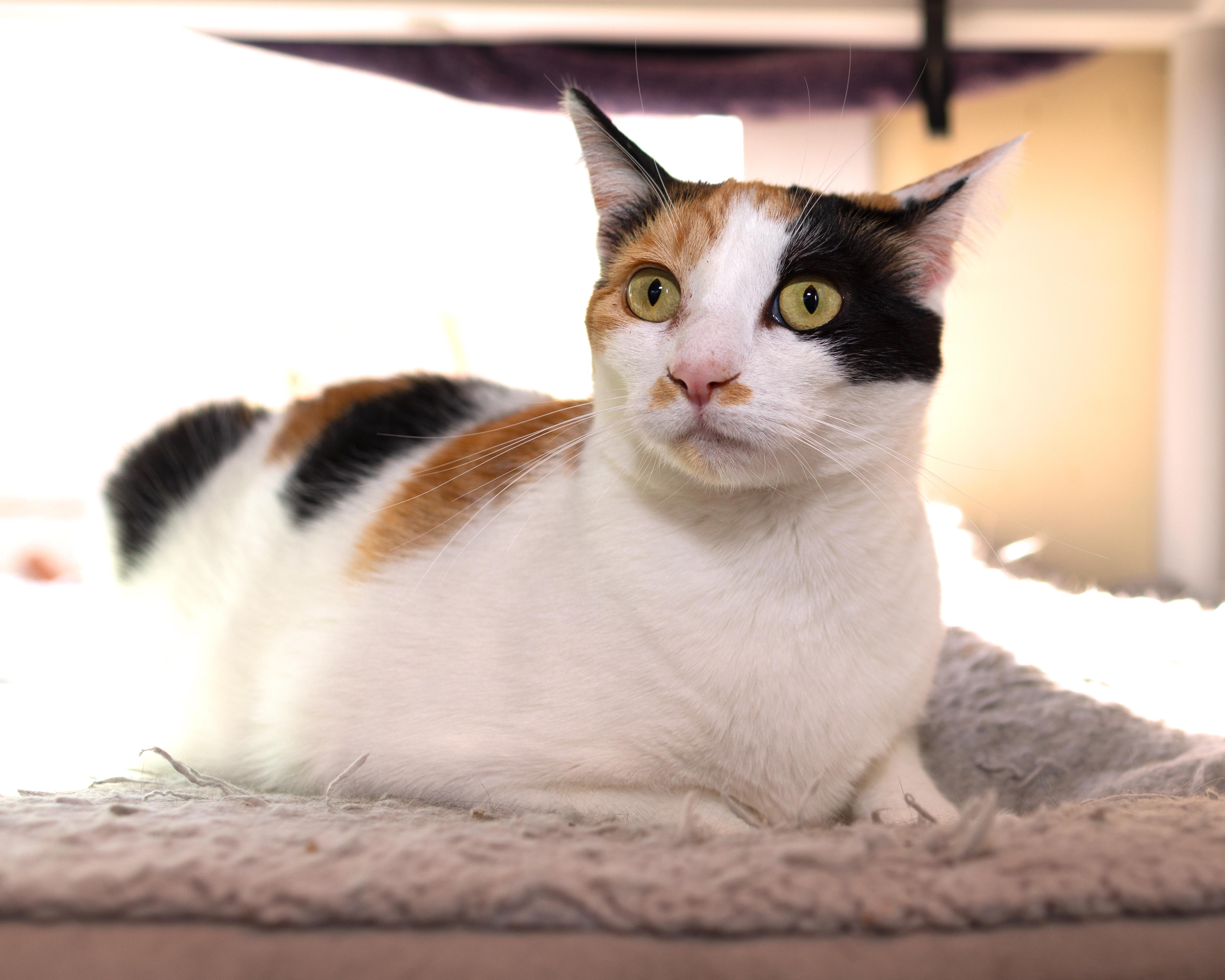 Biscuit, a Adoptable Calico in Salinas, CA image 3/3