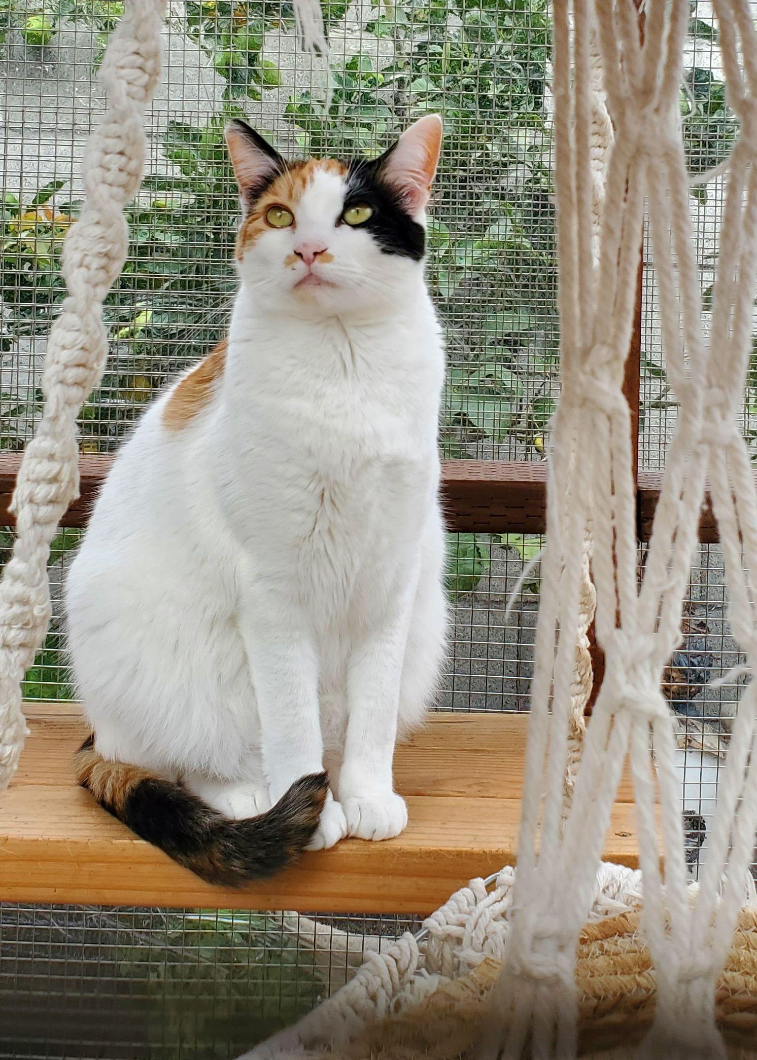 Biscuit, an adoptable Calico in Salinas, CA, 93905 | Photo Image 2