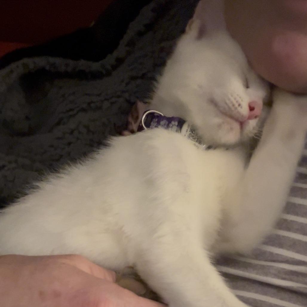 Billy, a Adoptable Domestic Short Hair in Pleasant Hill, CA image 1/6