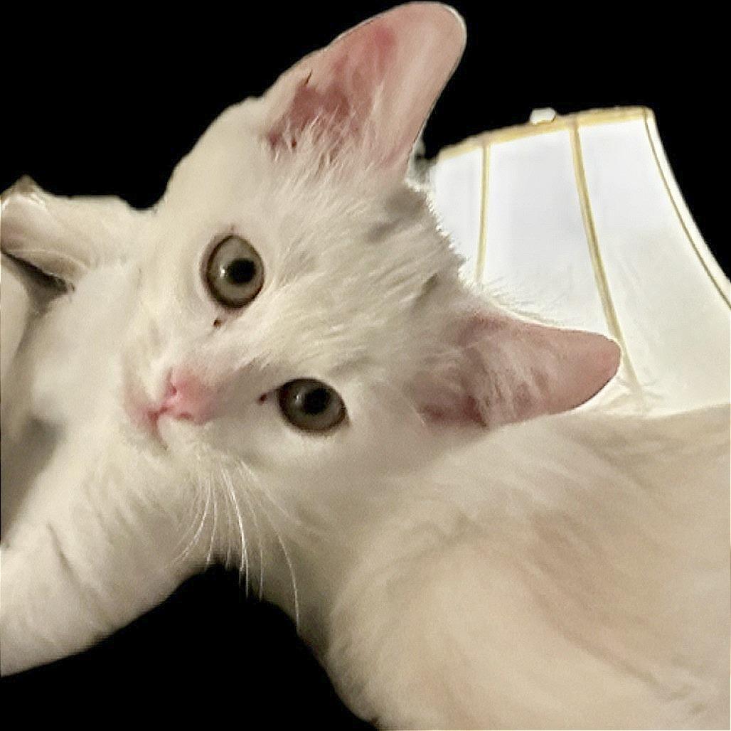 Billy, a Adoptable Domestic Short Hair in Pleasant Hill, CA image 6/6