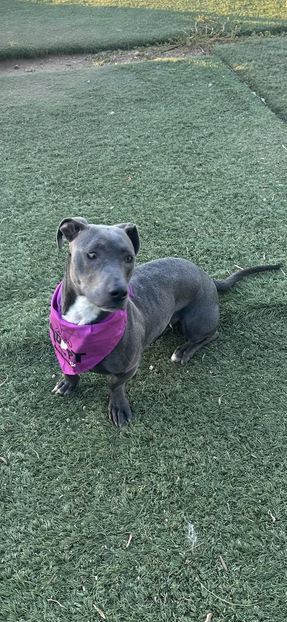 Enlarge Selma, a ADOPTABLE mixed breed in Agua Dulce, CA image 1/1