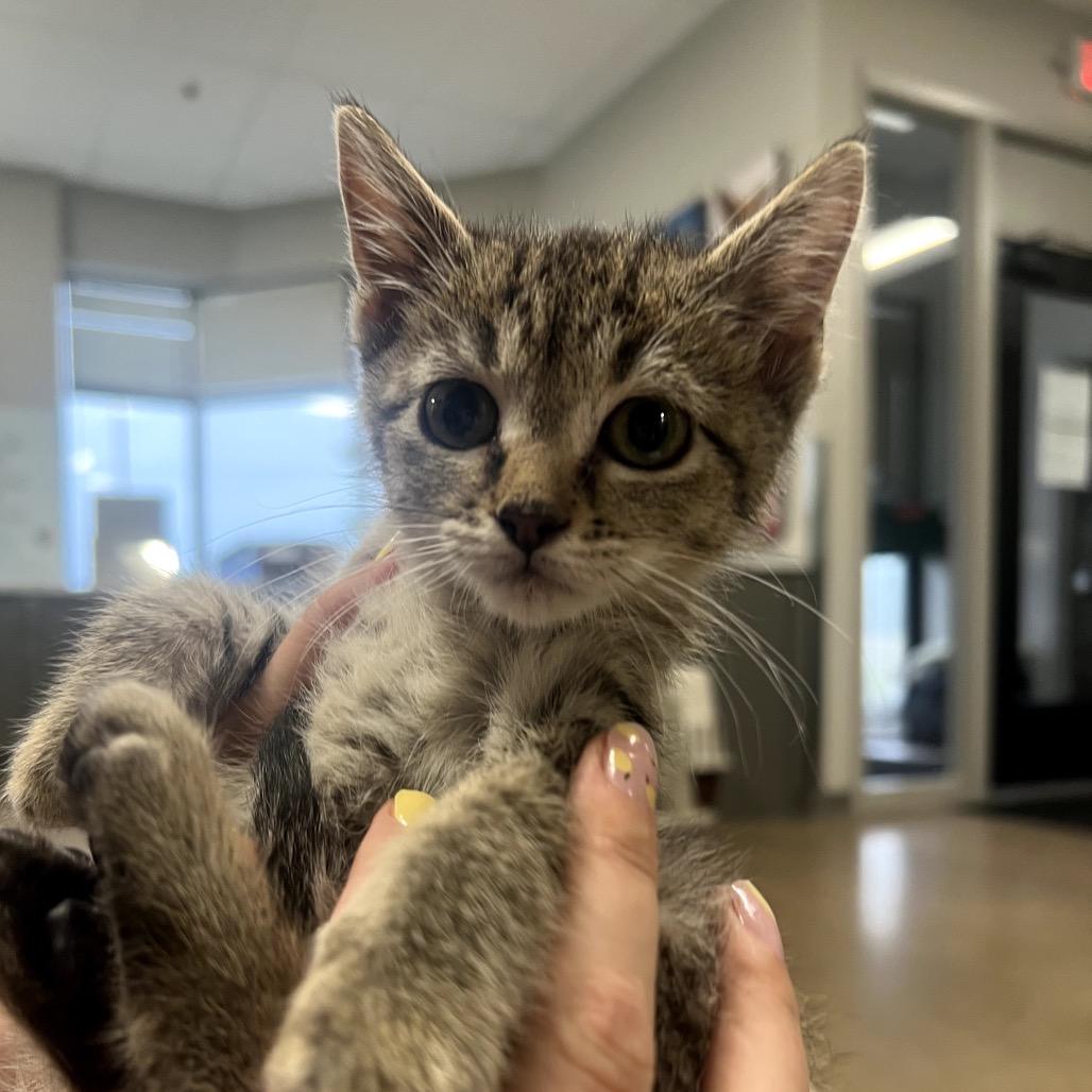 Enlarge Sprint, a Adoptable Domestic Short Hair in Chaska, MN image 1/6