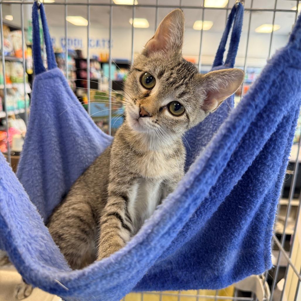 Enlarge Sprint, a Adoptable Domestic Short Hair in Chaska, MN image 2/6
