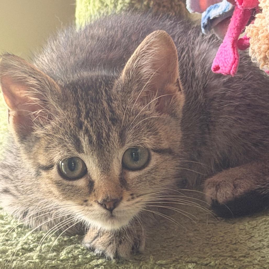 Enlarge Sprint, a Adoptable Domestic Short Hair in Chaska, MN image 3/6