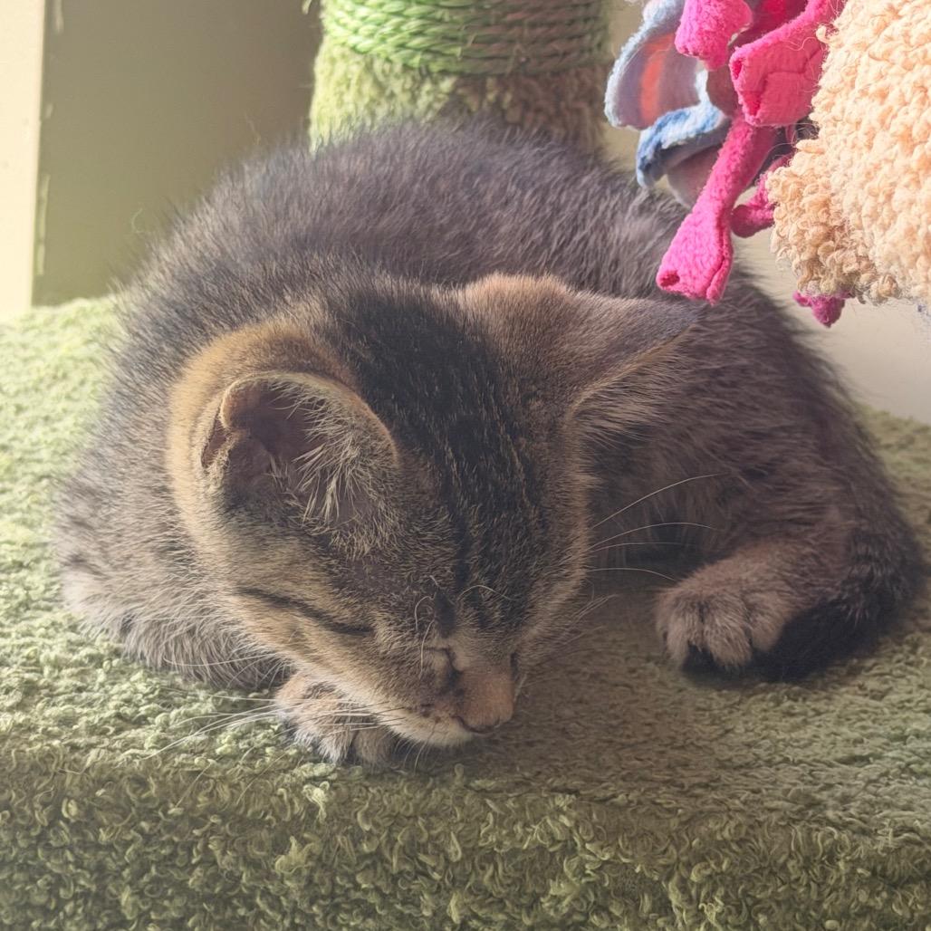 Enlarge Sprint, a Adoptable Domestic Short Hair in Chaska, MN image 4/6