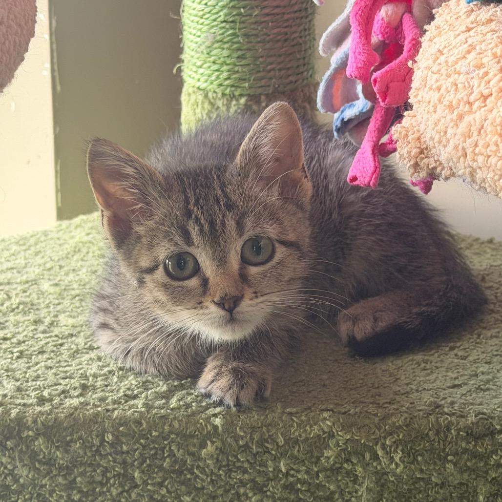 Enlarge Sprint, a Adoptable Domestic Short Hair in Chaska, MN image 5/6