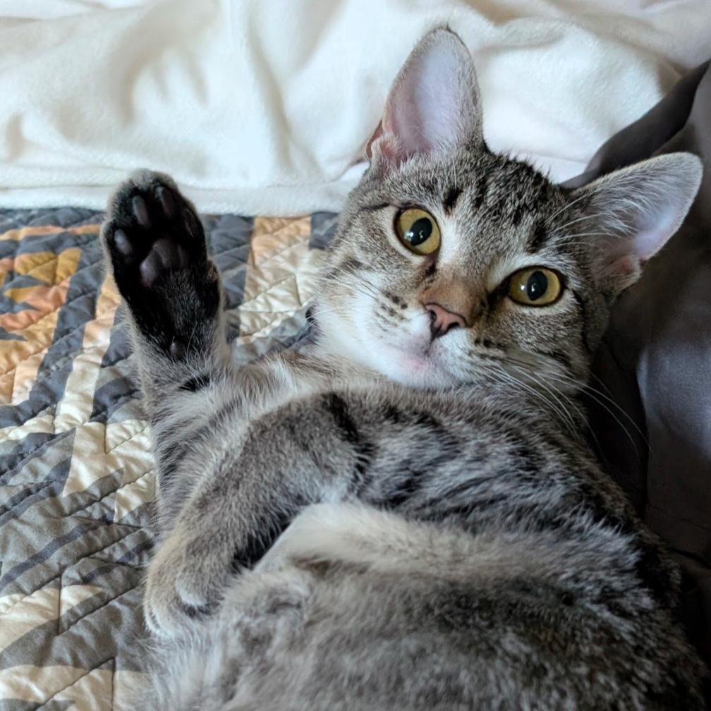 Enlarge Sprint, a Adoptable Domestic Short Hair in Chaska, MN image 6/6