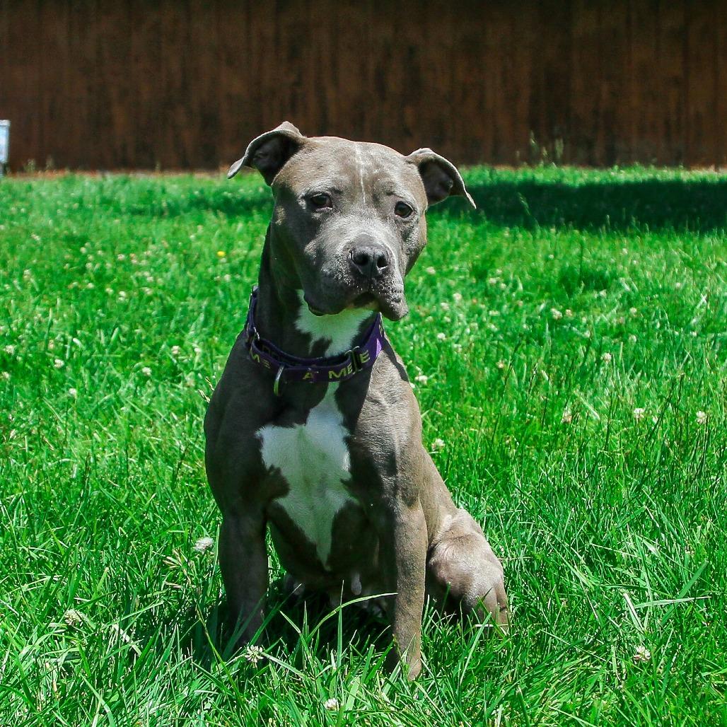 Enlarge Jules, a Adoptable Pit Bull Terrier in Columbia, MO image 1/6