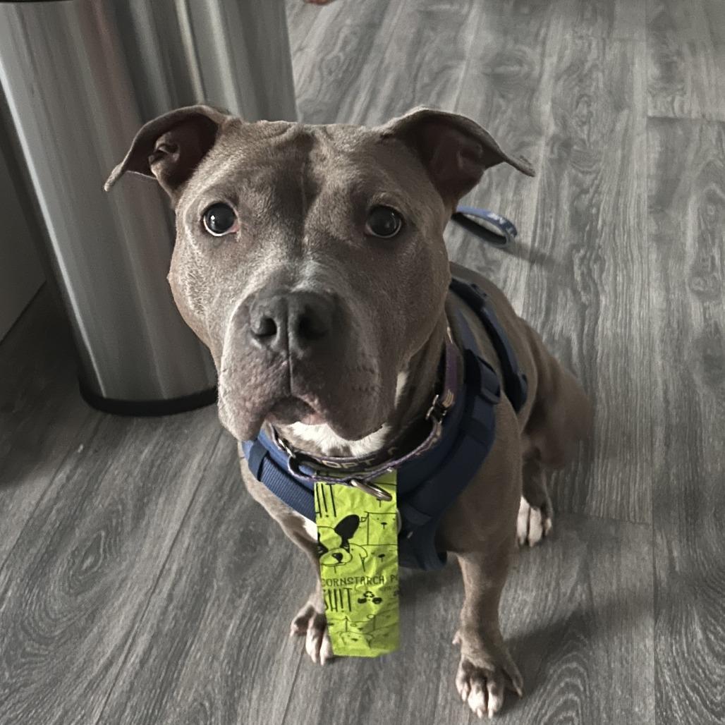 Enlarge Jules, a Adoptable Pit Bull Terrier in Columbia, MO image 2/6