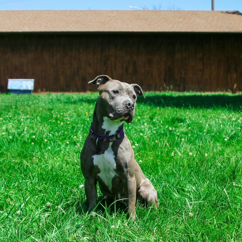 Enlarge Jules, a Adoptable Pit Bull Terrier in Columbia, MO image 3/6