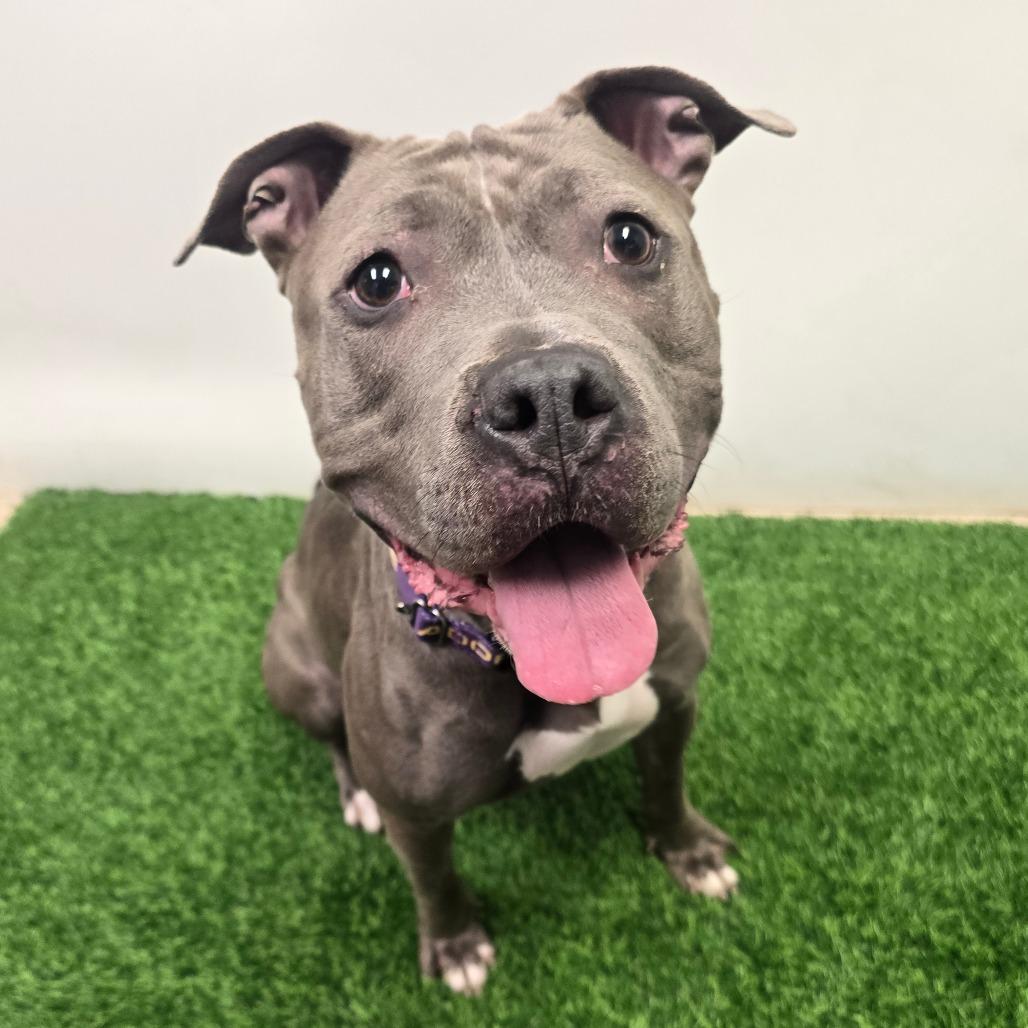 Enlarge Jules, a Adoptable Pit Bull Terrier in Columbia, MO image 4/6