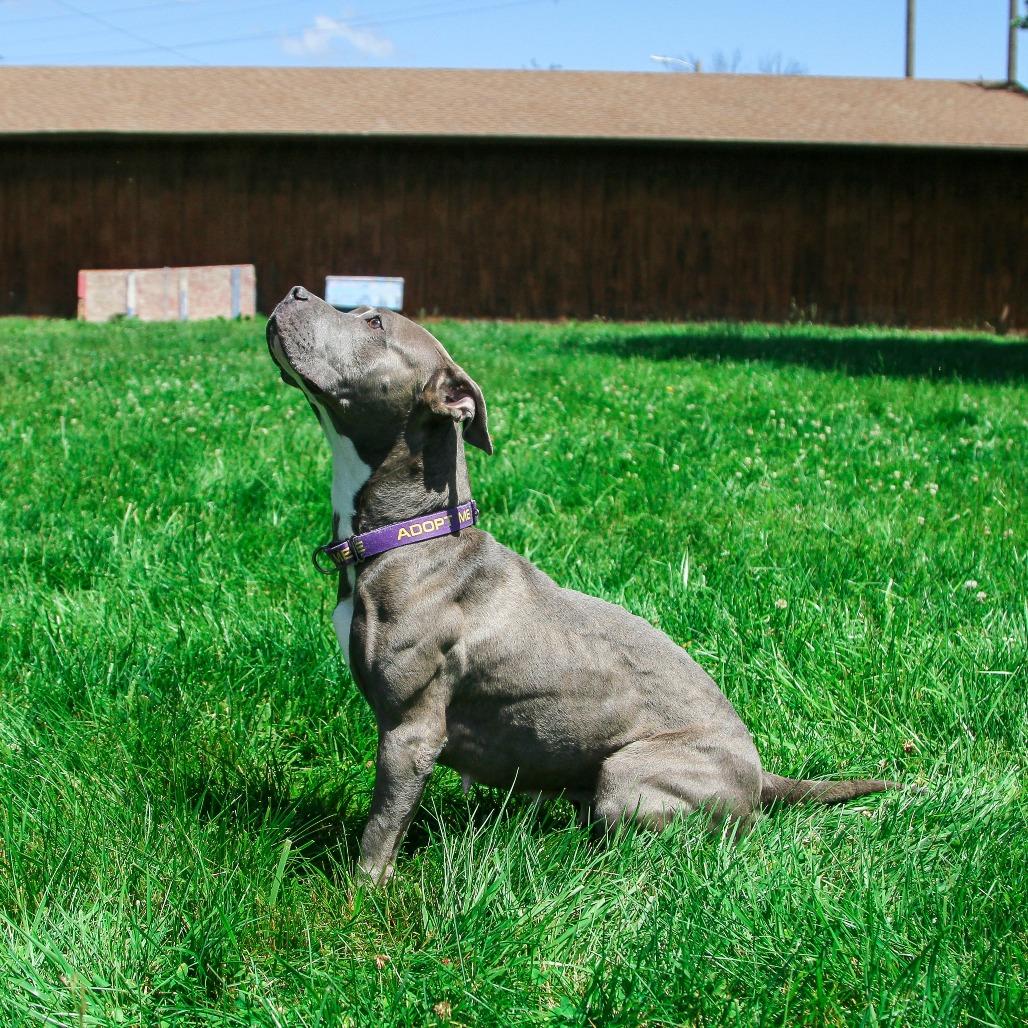 Enlarge Jules, a Adoptable Pit Bull Terrier in Columbia, MO image 5/6