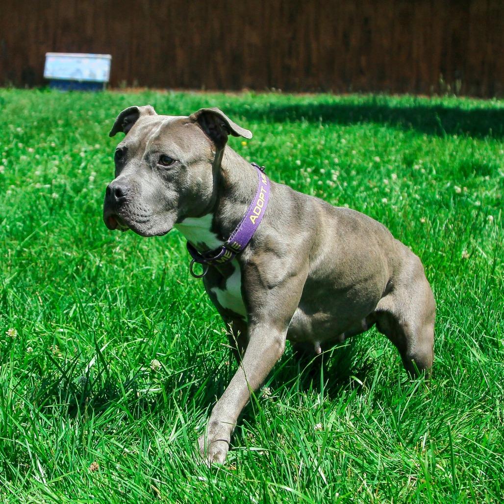 Enlarge Jules, a Adoptable Pit Bull Terrier in Columbia, MO image 5/6