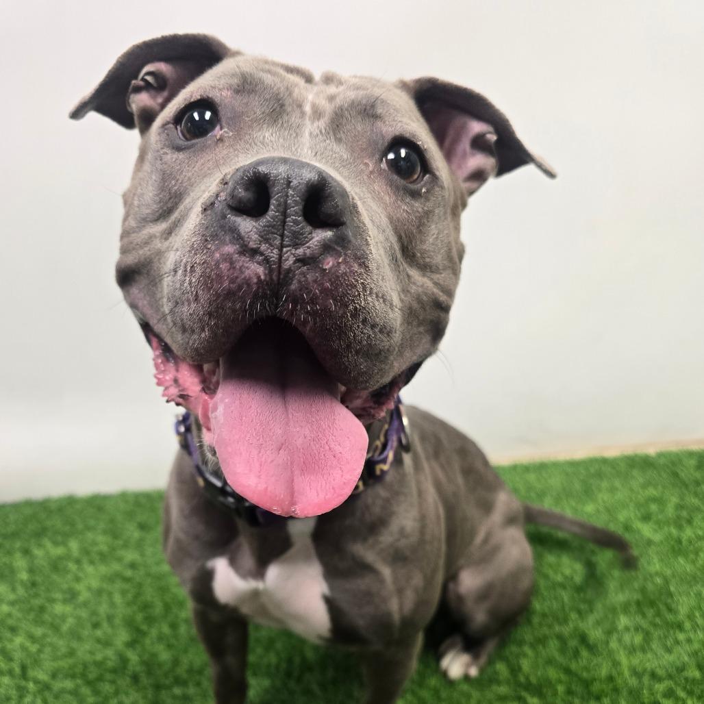 Enlarge Jules, a Adoptable Pit Bull Terrier in Columbia, MO image 6/6