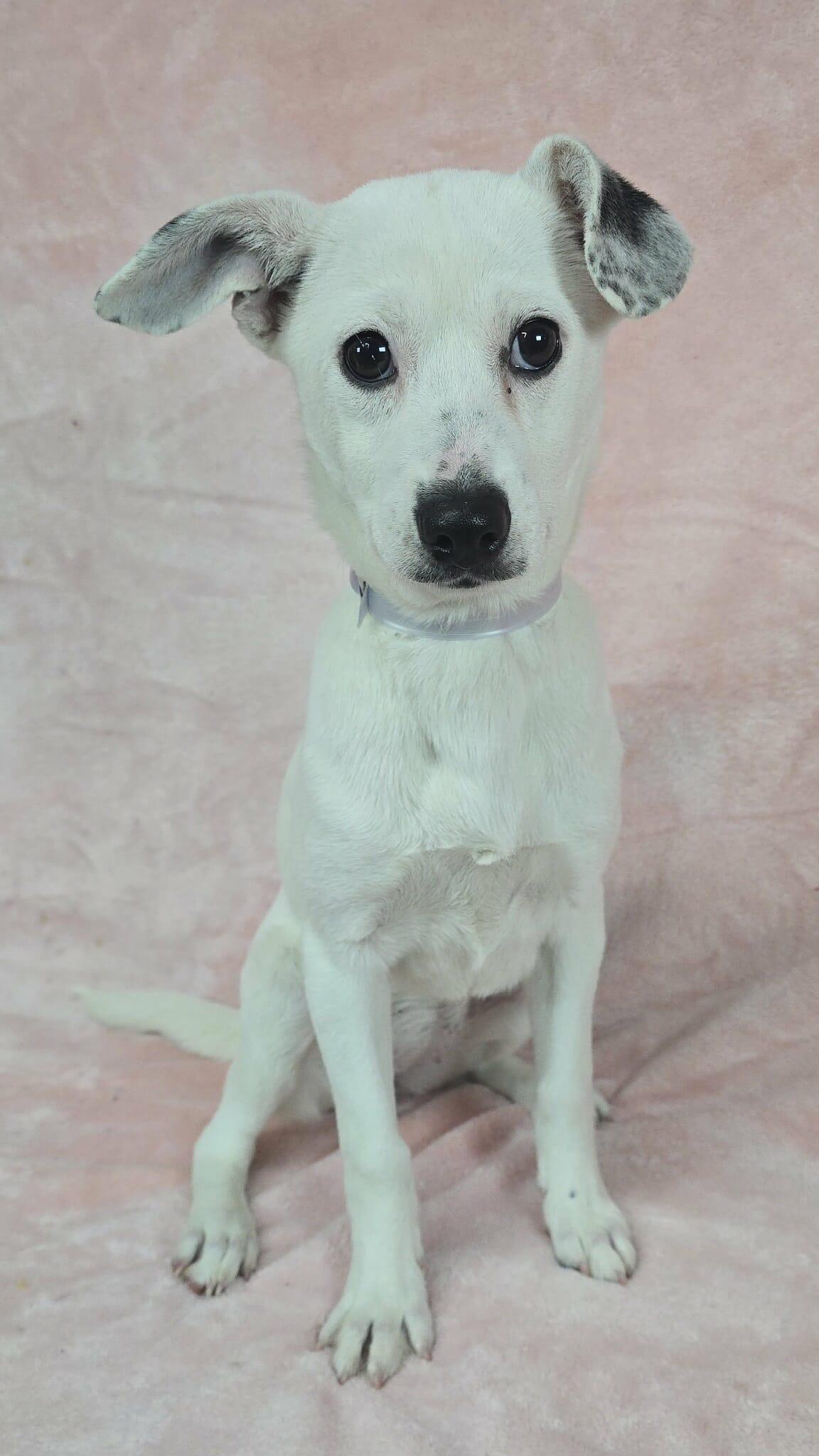 Snowball thumbnail 2