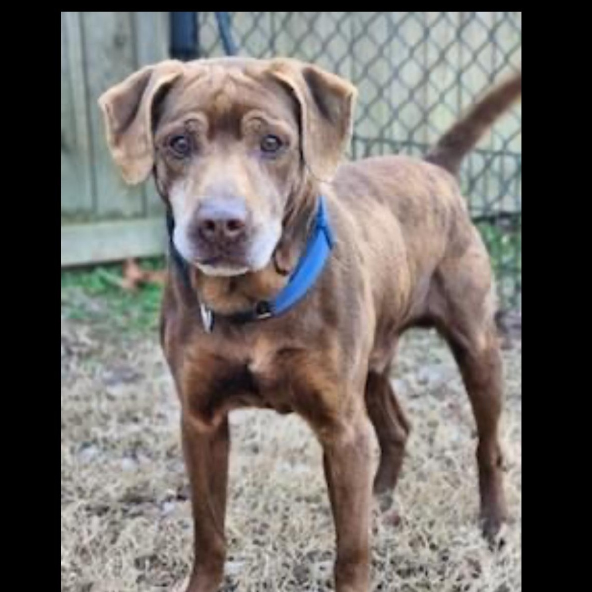 Randy, a ADOPTABLE Labrador Retriever in CUMMING, GA image 2/3