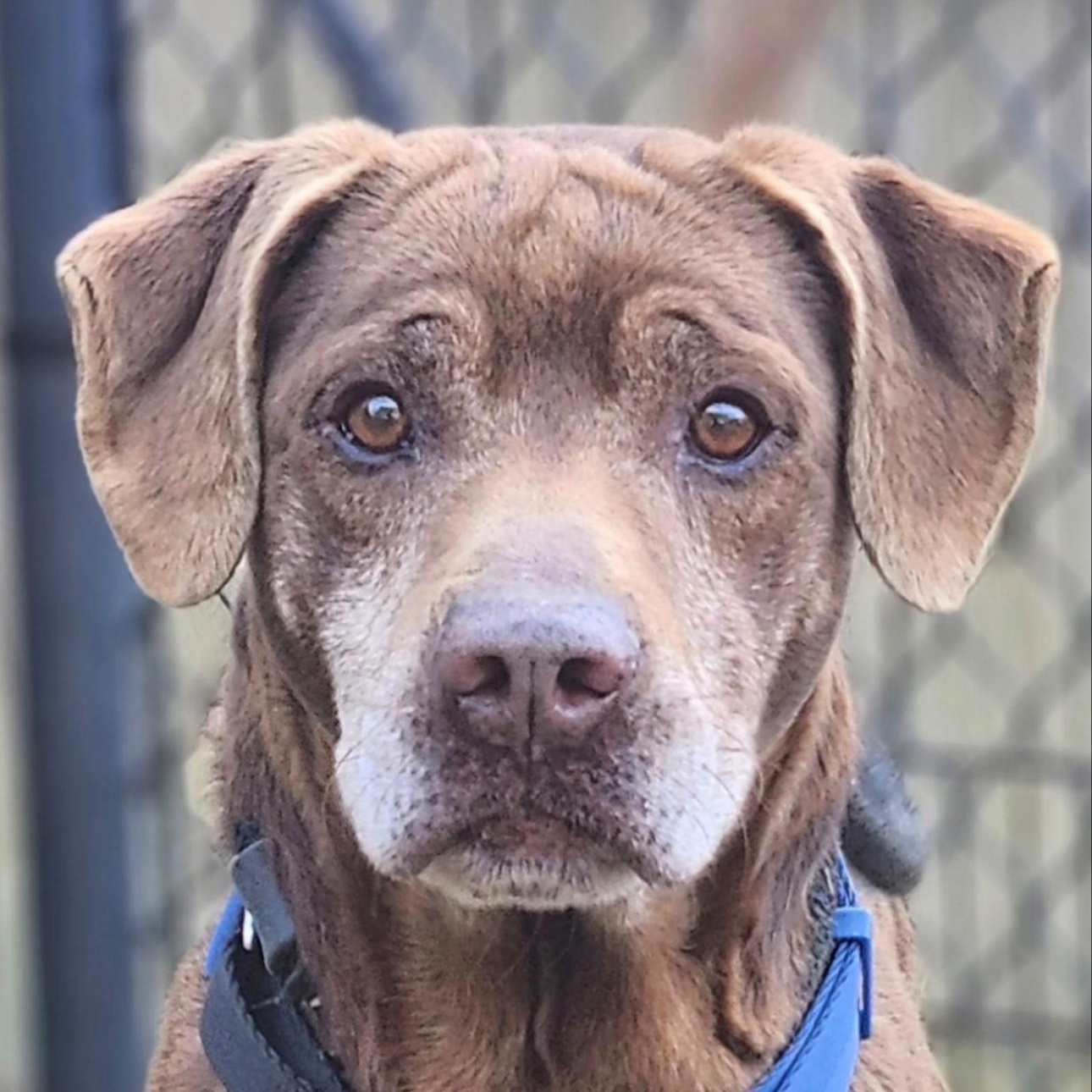 Randy, a ADOPTABLE Labrador Retriever in CUMMING, GA image 1/3