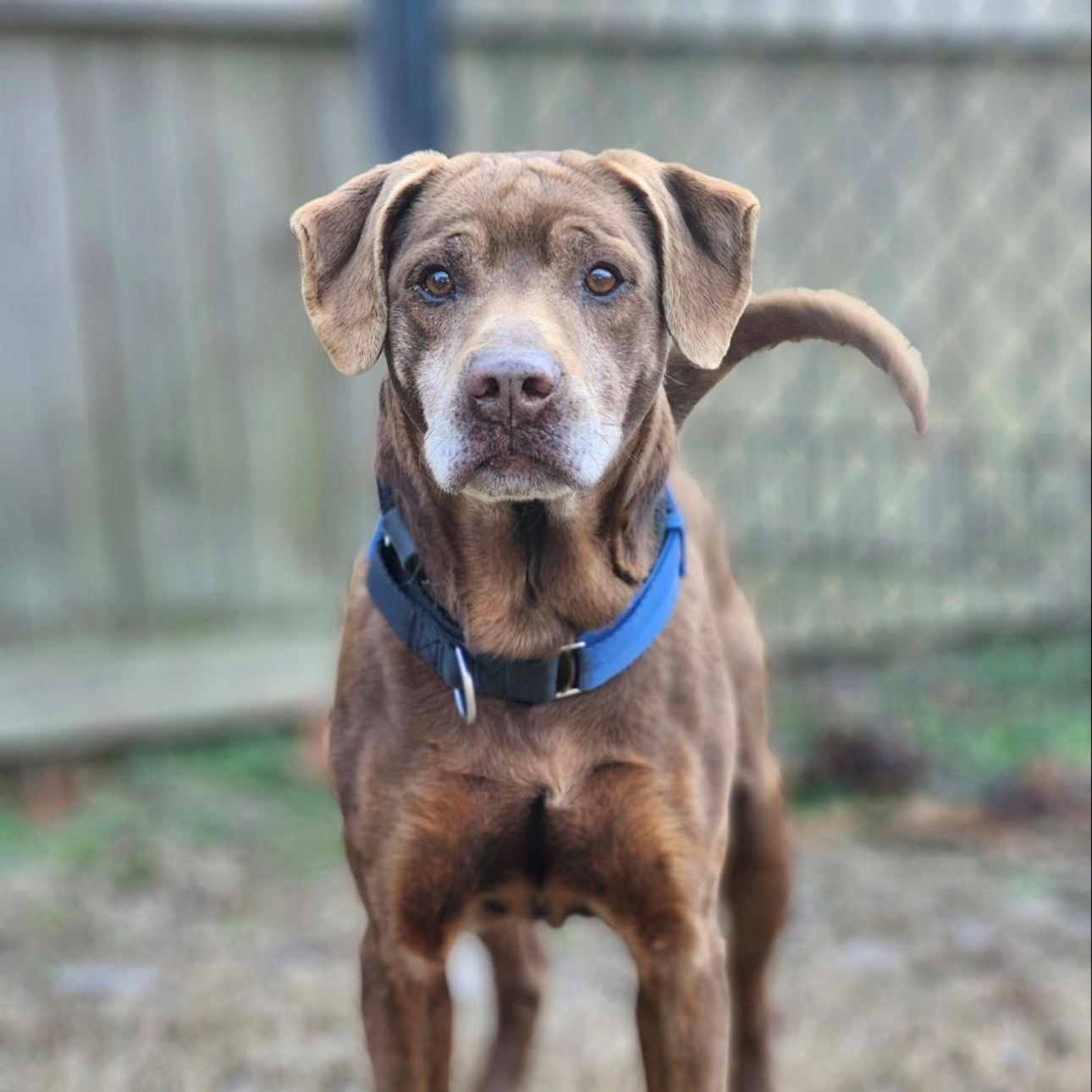 Randy, a ADOPTABLE Labrador Retriever in CUMMING, GA image 3/3