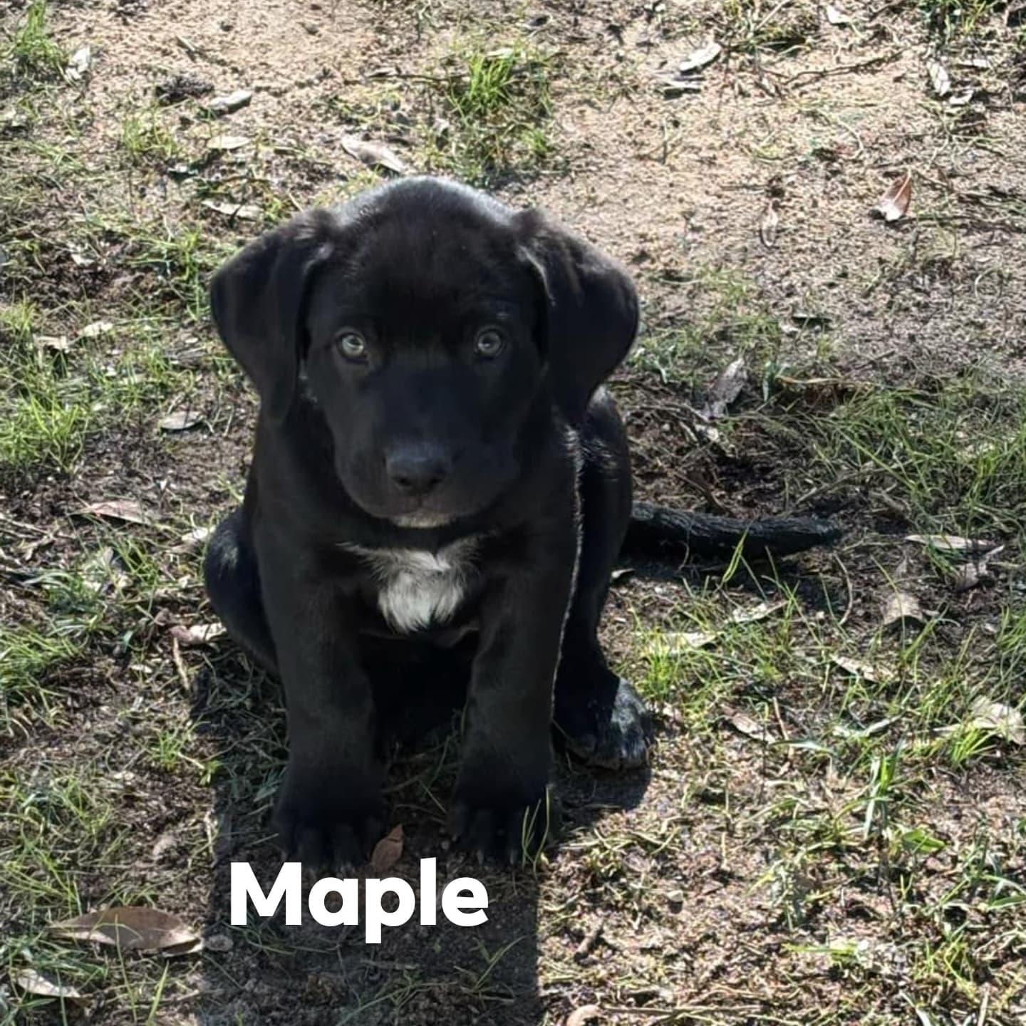 Enlarge MAPLE, a Adopted Labrador Retriever in Pace, FL image 1/1