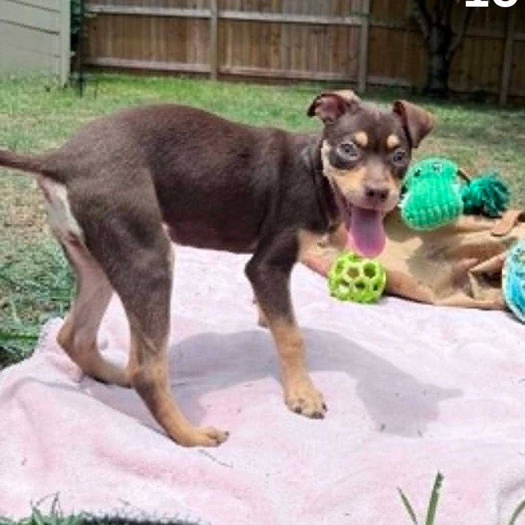 Bestie, a Adoptable mixed breed in Tomah, WI image 1/6