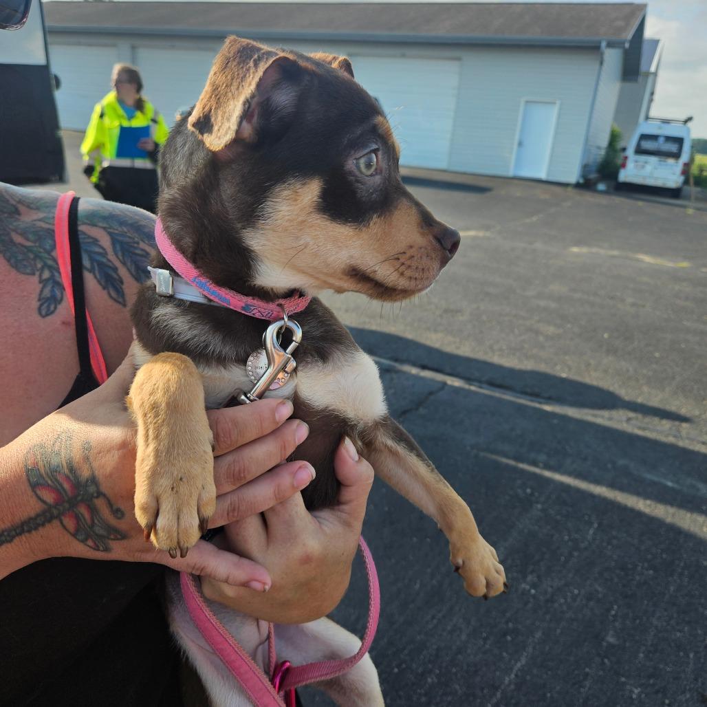 Bestie, a Adoptable mixed breed in Tomah, WI image 2/6