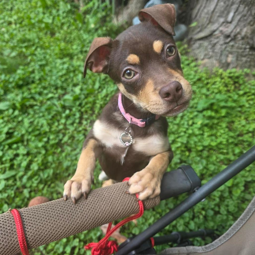 Bestie, a Adoptable mixed breed in Tomah, WI image 3/6