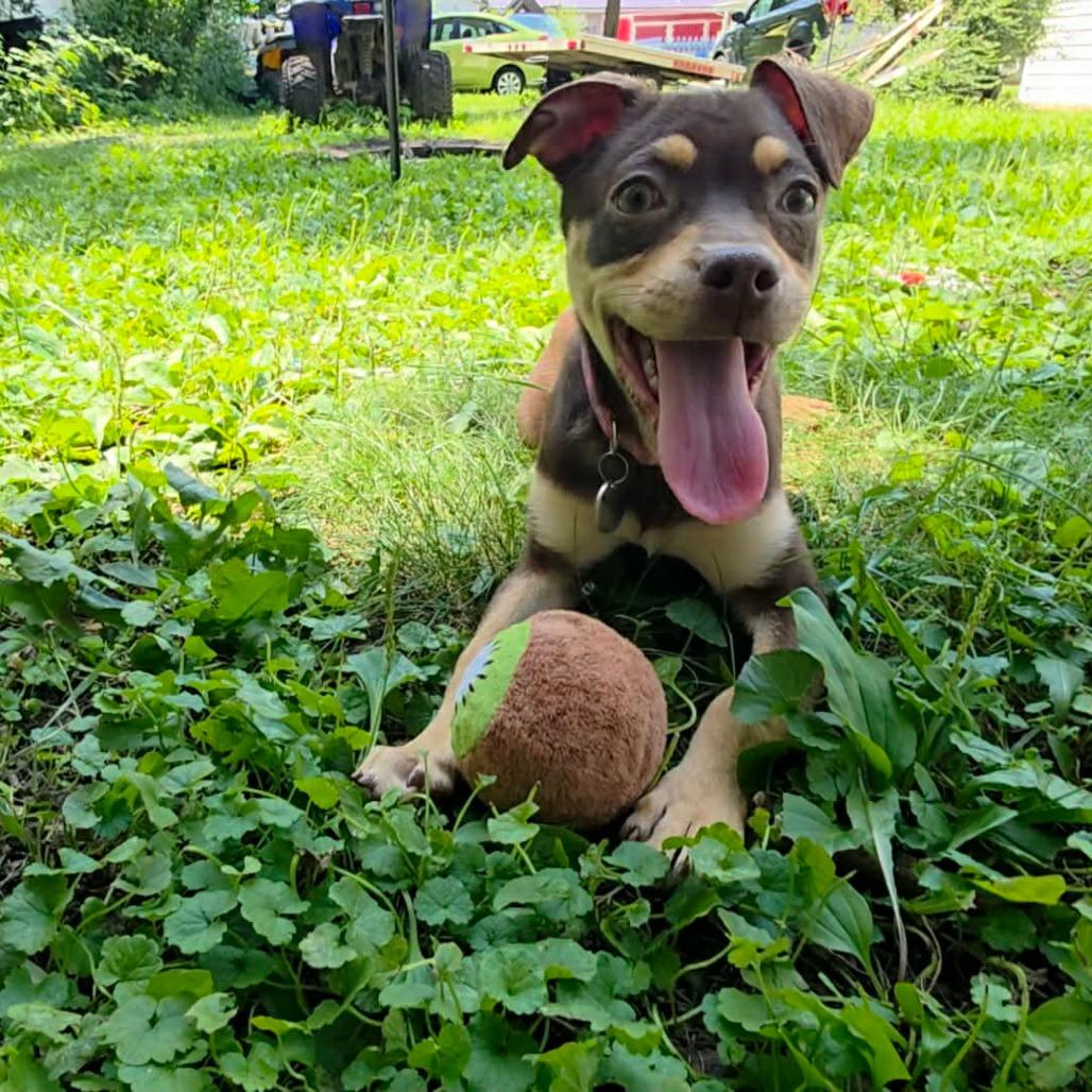 Bestie, a Adoptable mixed breed in Tomah, WI image 4/6