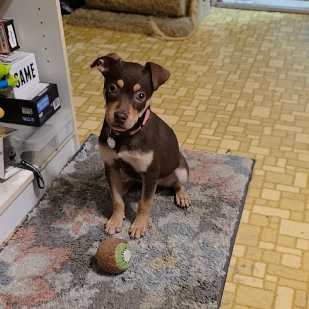 Bestie, a Adoptable mixed breed in Tomah, WI image 6/6