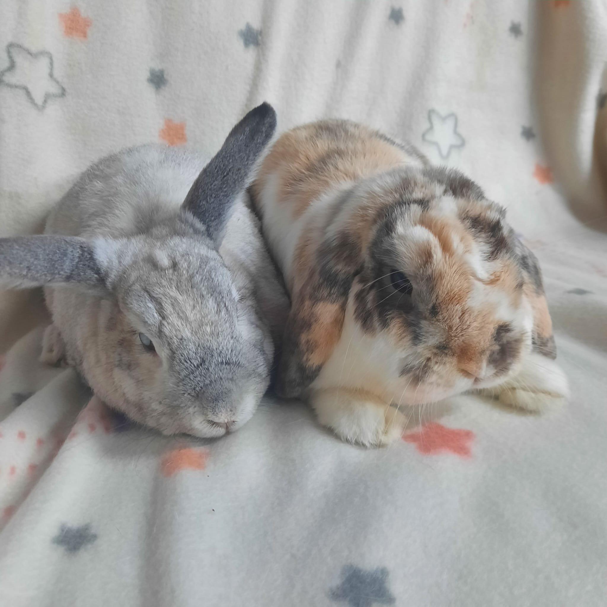 Delilah & Cooper