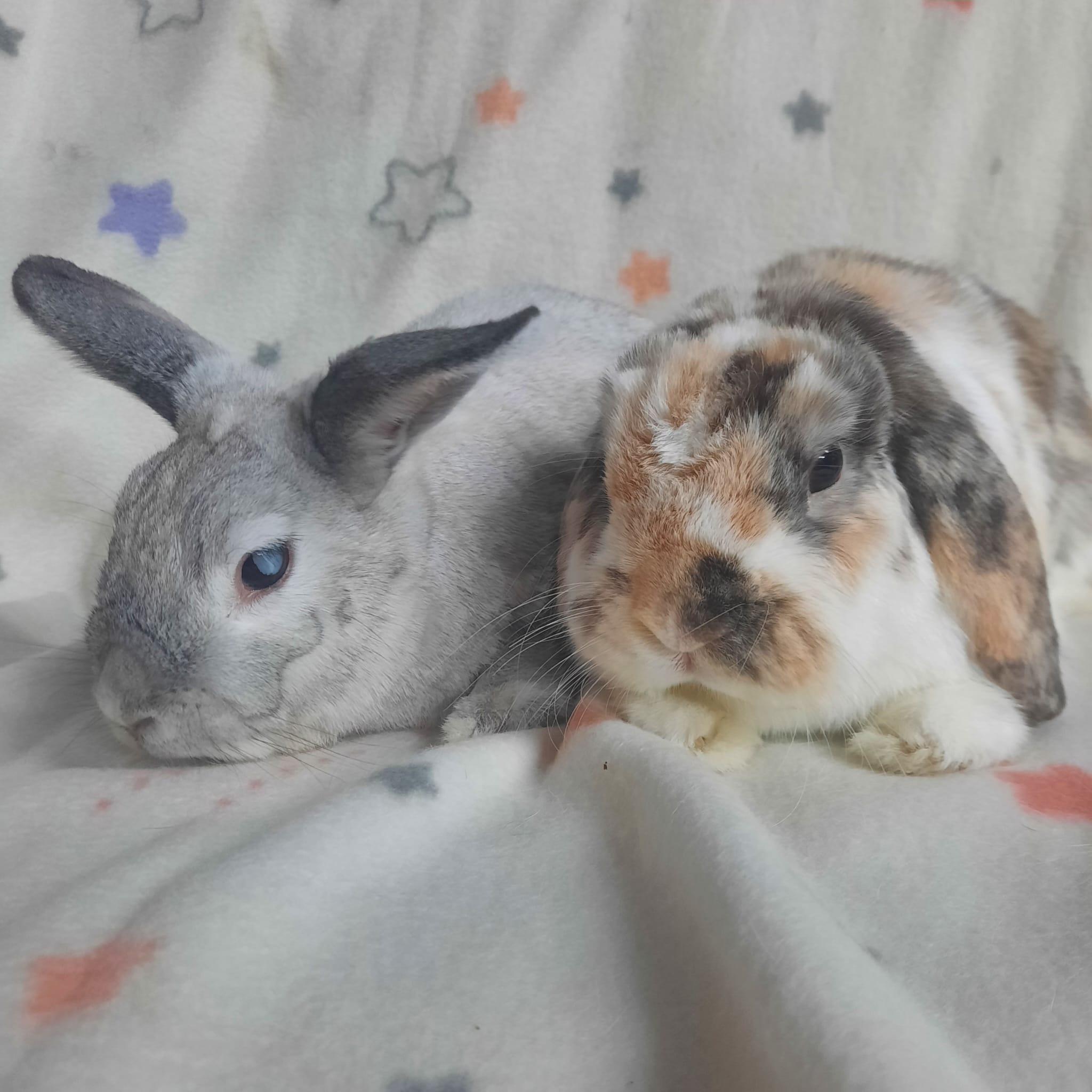 Delilah & Cooper photo 2