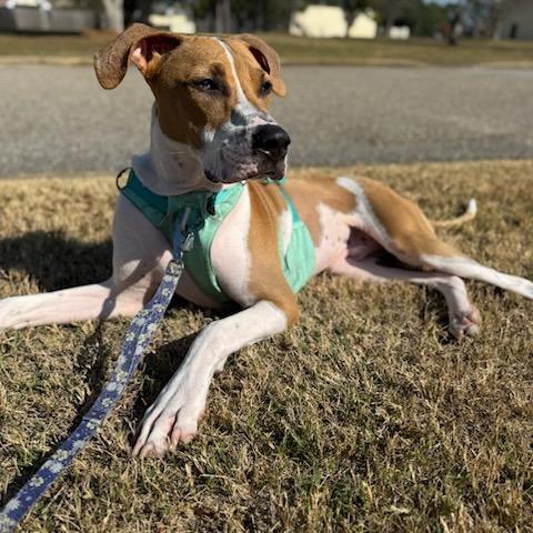 Toby, Adoptable, Young Male Terrier.