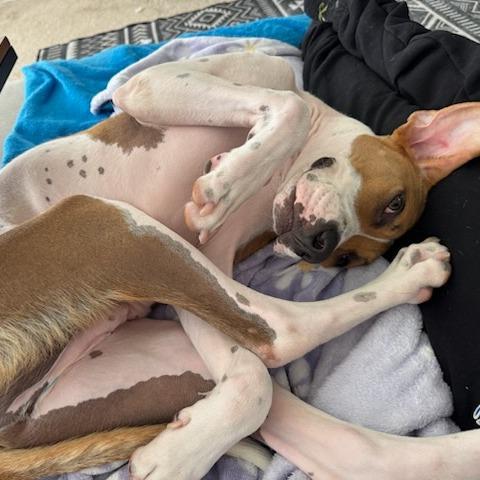 Enlarge Toby, a Adoptable Terrier in Montgomery, AL image 2/2