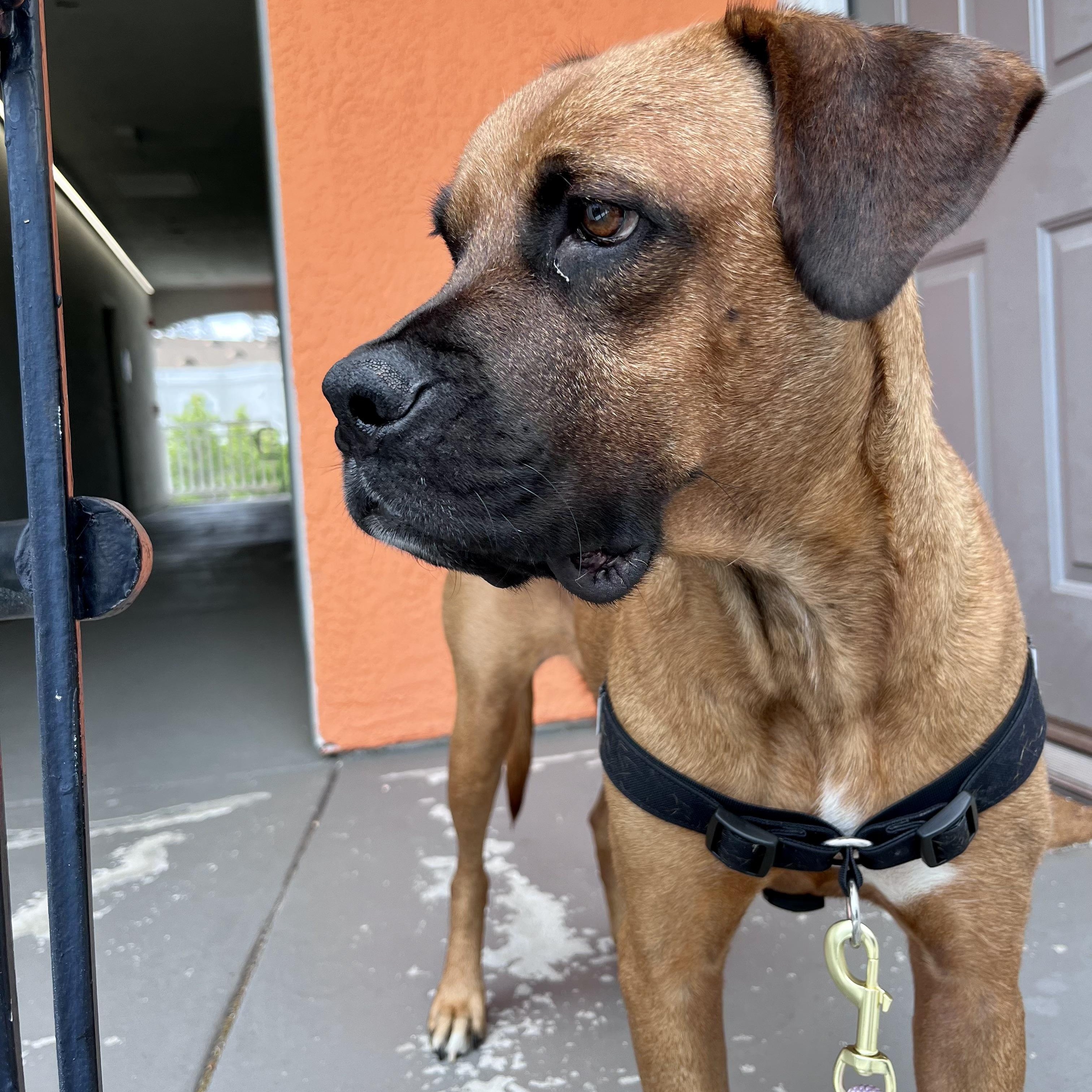 Missy, a Adoptable mixed breed in placerville, CA image 5/5