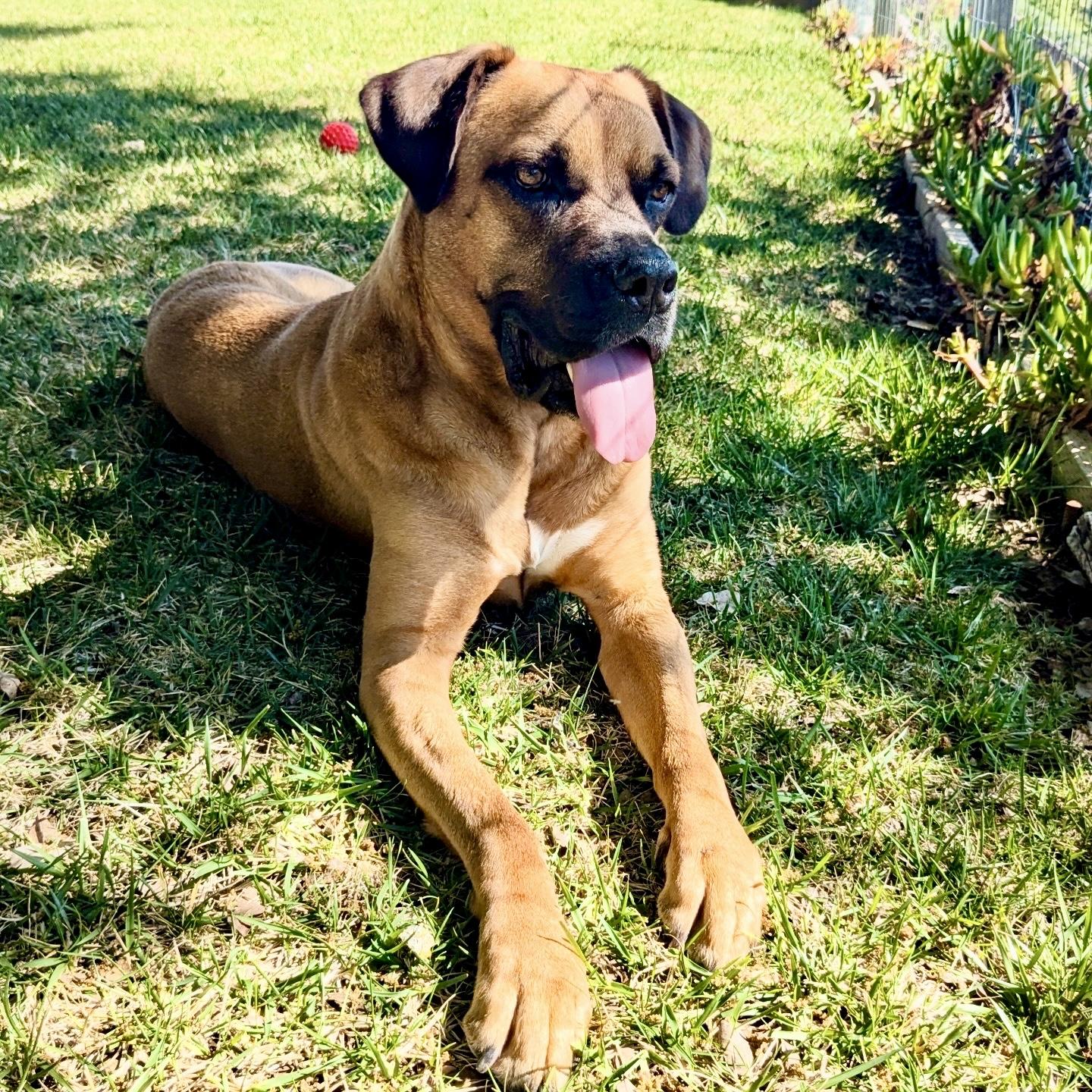 Missy, Adoptable, Adult Female Boxer & Mastiff.