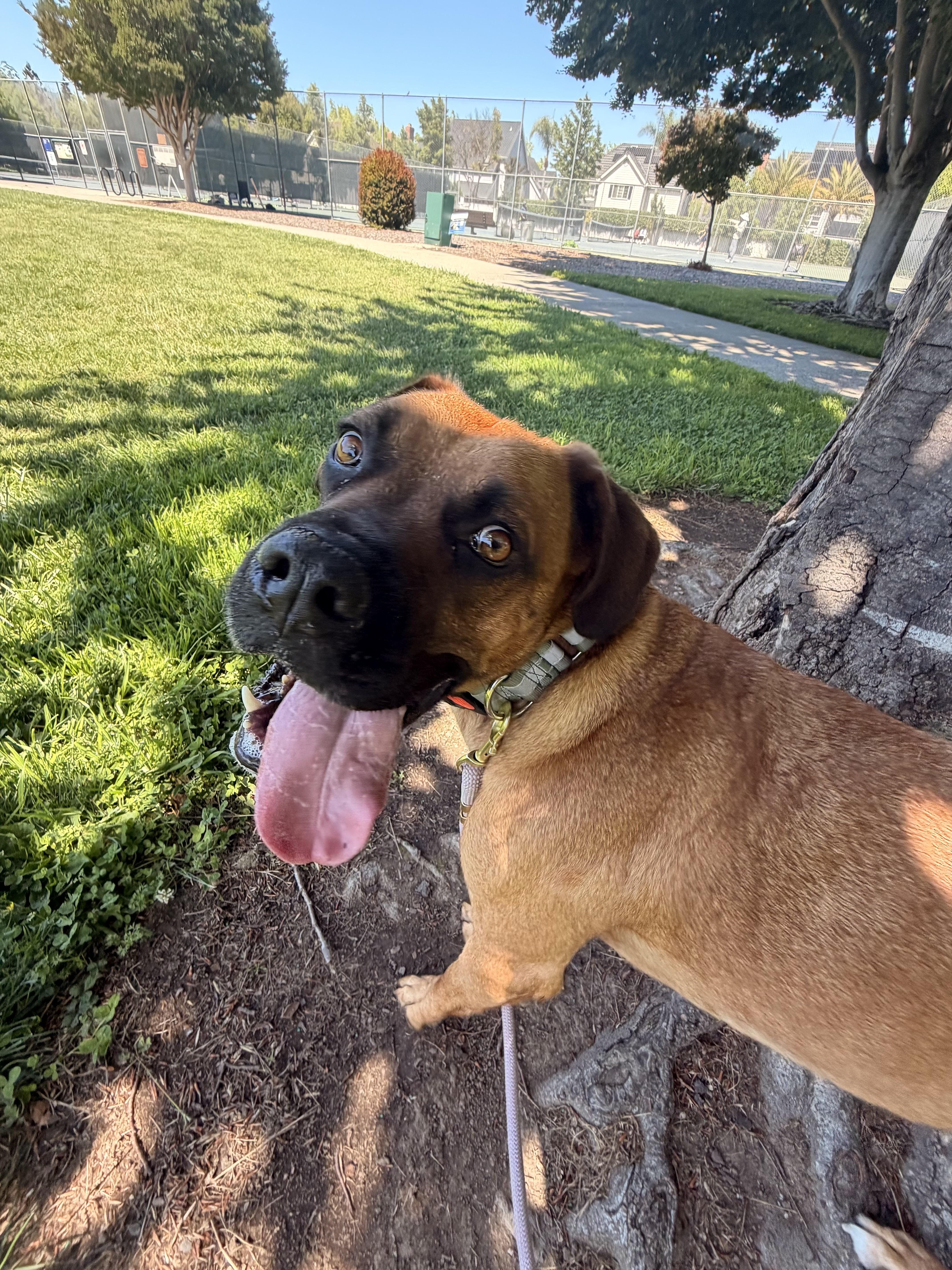 Missy, a Adoptable mixed breed in placerville, CA image 3/6