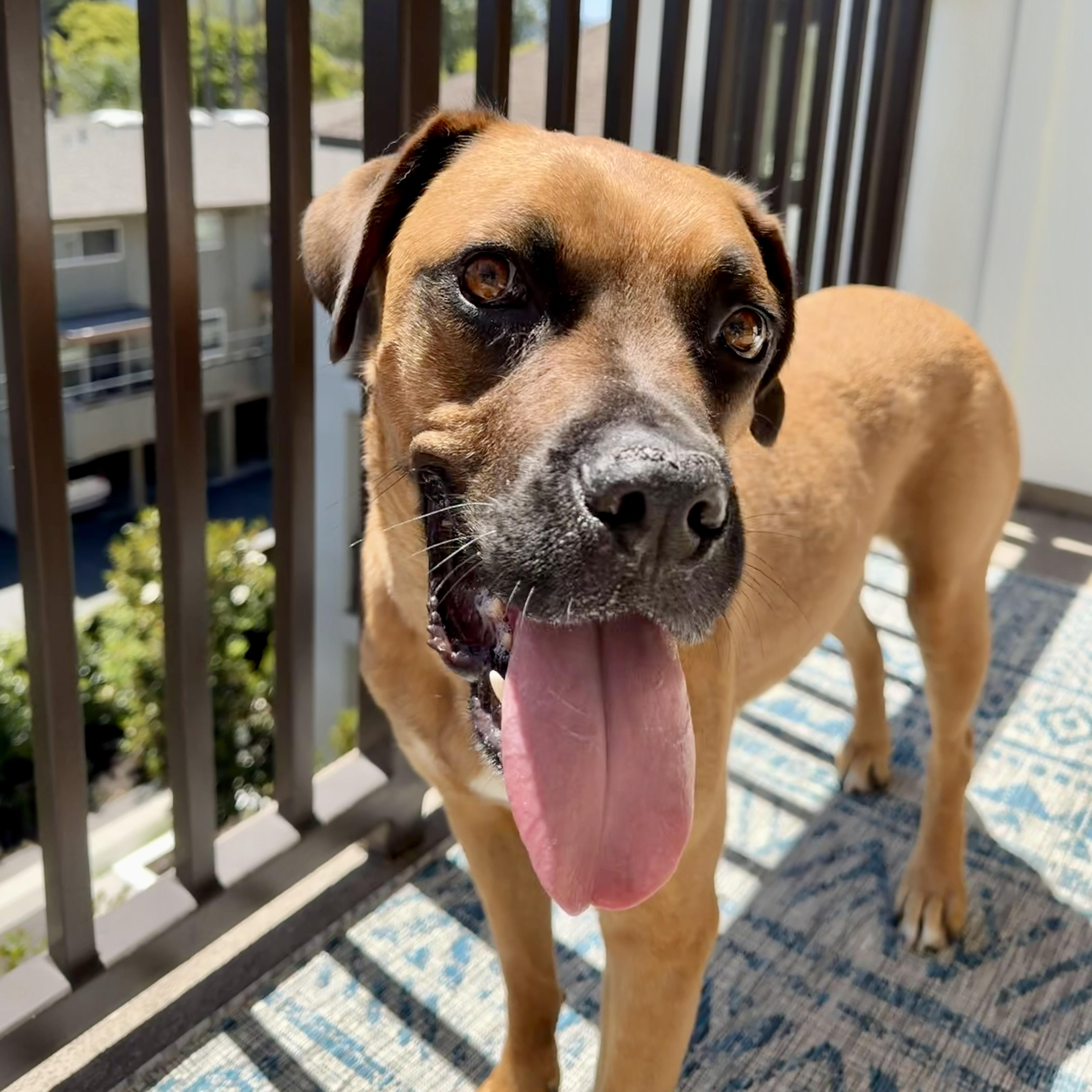 Missy, Adoptable, Adult Female Dogue de Bordeaux & Mastiff.