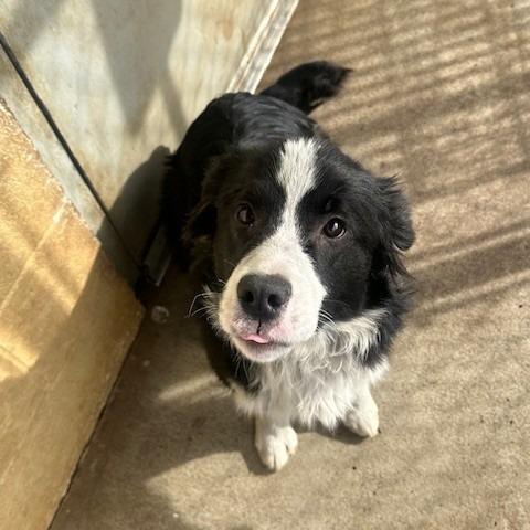 Goose, Adoptable, Young Male Australian Shepherd.