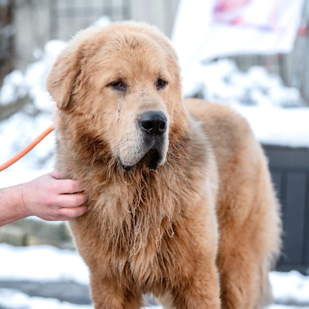 Enlarge Mufasa, a Adoptable Tibetan Mastiff in Chester Springs, PA image 3/6