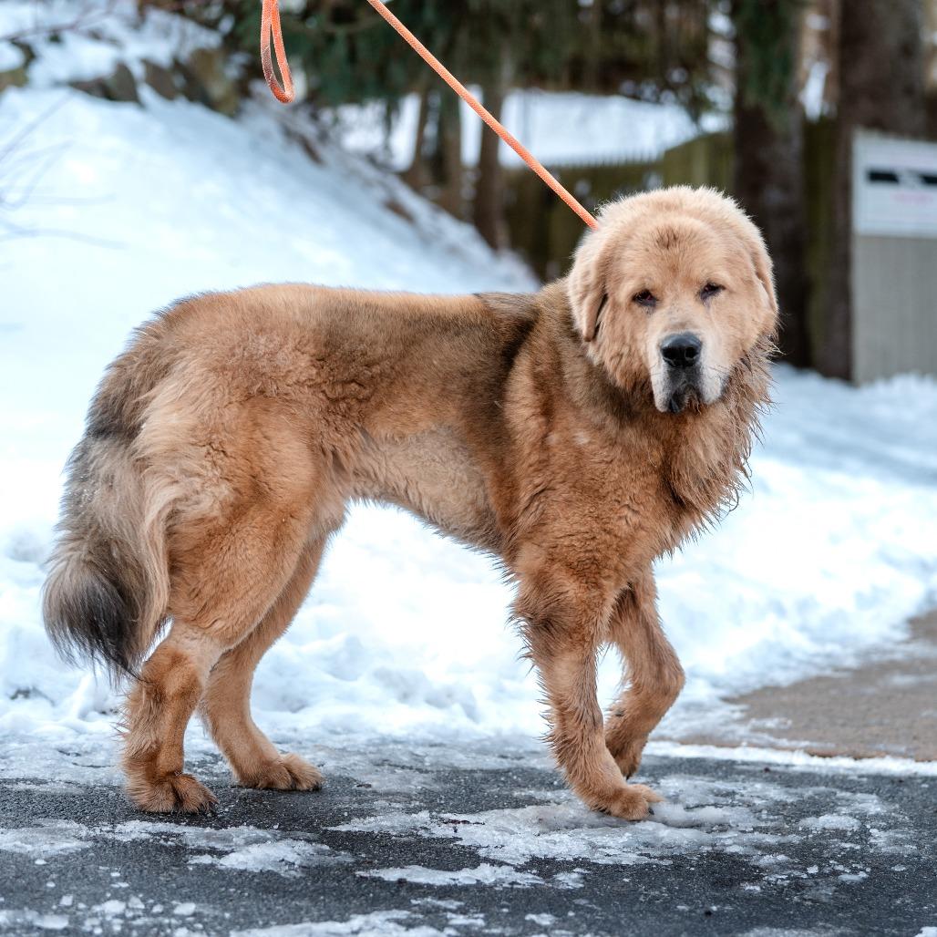 Enlarge Mufasa, a Adoptable Tibetan Mastiff in Chester Springs, PA image 6/6