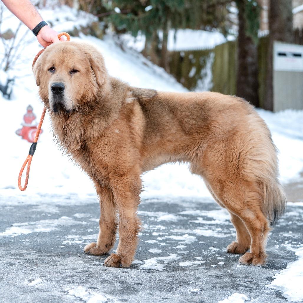 Enlarge Mufasa, a Adoptable Tibetan Mastiff in Chester Springs, PA image 4/6